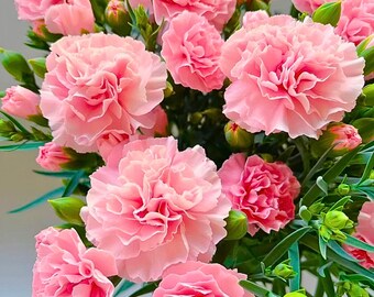 200 Freyn's Pink Carnation Seeds for Garden Planting Dianthus