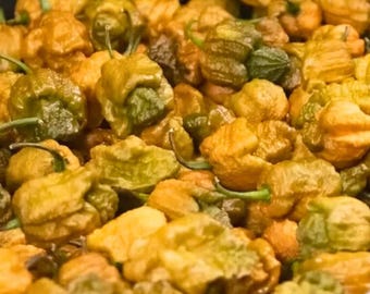 25 Pepper X Seeds: extreem pittige hete pepers voor in de tuin