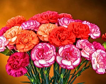600 semillas de clavel doble / Colores mixtos raros, flores fragantes