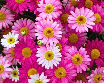 200 Valentijnsdagmix Marguerite Daisy Seeds