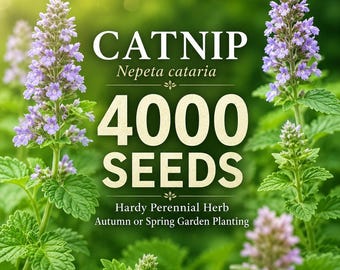 4000 Catnip Seeds, Nepeta cataria Seeds, Hardy Perennial Herb, Cat Mint Garden Seeds, Pollinator Friendly Herb, Spring Fall Planting