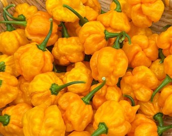 10 semillas de pimiento amarillo Moruga: semillas de chile Capsicum Chinense, excepcionales y picantes, para plantar en el jardín.