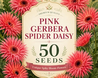 50 Pink Gerbera Spider Daisy Seeds – Unique Spiky Pink Blooms, Ornamental Flower Seeds for Garden Beds, Borders & Containers
