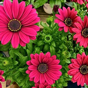 Puede incluir: Primer plano de vibrantes flores de margarita africana rosa con centros oscuros y acentos amarillos. Las flores están rodeadas de un exuberante follaje verde, mostrando sus brillantes pétalos y detalles intrincados. Un hermoso arreglo floral.