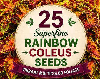 25 Superfine Rainbow Coleus Seeds, Multicolor Coleus Foliage, Shade Garden Plant Seeds, Colorful Container & Indoor Plant