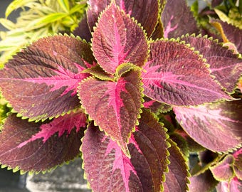 Rainbow Coleus Bonsai Seeds: zeldzame bladplant voor schaduwtuinen