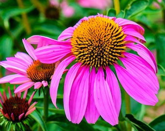 Más de 200 semillas de equinácea púrpura (Echinacea purpurea), flor silvestre perenne y resistente para abejas, aves y polinizadores.
