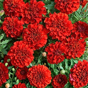25 Franse goudsbloemzaden – levendige roodoranje bloemen – gemakkelijke jaarlijkse bloemen voor in de tuin