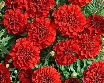 25 Franse goudsbloemzaden – levendige roodoranje bloemen – gemakkelijke jaarlijkse bloemen voor in de tuin