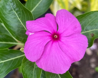 100 semillas de vincapervinca rosada – Catharanthus Vinca Rosea – Floración anual fácil – Flor ornamental de jardín