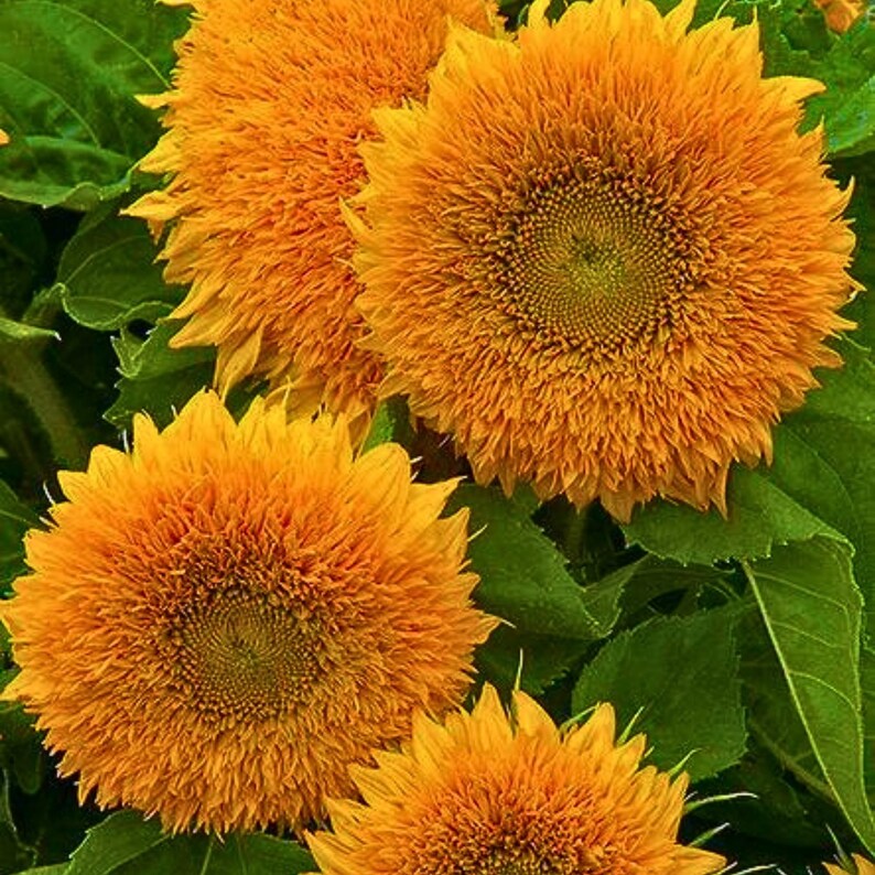 100 Dwarf Teddy Bear Sunflower Seeds | Fluffy Double Blooms | Compact ...