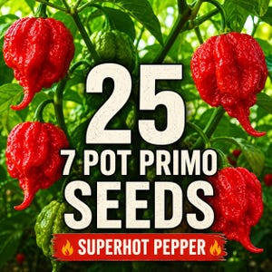 25 7 Pot Primo Hot Pepper Seeds | Superhot Chili Pepper Seeds | Heirloom Garden Pepper | Rare Hot Pepper Seeds for Planting