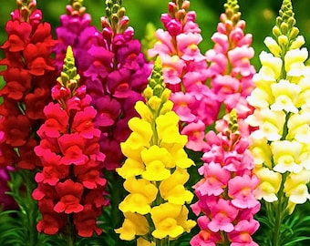 6000 Snapdragon Hummingbird Rainbow Mix Flower Seeds, Tall Colorful Blooms, Cottage Garden & Cut Flower Favorite