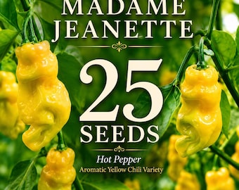 25 Madame Jeanette Hot Pepper Seeds – Aromatic Yellow Chili, Hot Heirloom Pepper Seeds, Tropical Garden Vegetable