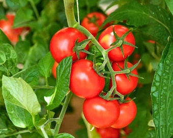 100 Large Heirloom Cherry Tomato Seeds – Non-GMO Garden Vegetable Planting