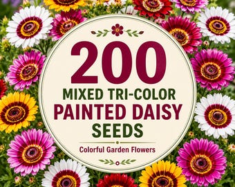 200 Mixed Tri-Color Painted Daisy Seeds | Colorful Daisy Flower Seeds | Cottage Garden Cut Flowers | Pollinator Garden Seeds