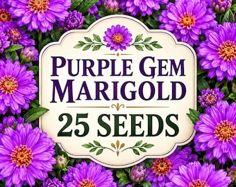 25 Purple Gem Marigold Seeds | Deep Purple Blooms | Unique Marigold Flower Seeds | NON-GMO Garden Planting | Pollinator Friendly