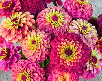 100 Queen Lime Red Zinnia Seeds – Unique Lime-Rose Blooms for Garden Beds, Cut Flowers