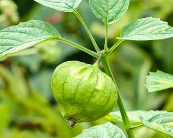 50 Grande Rio Verde Tomatillo seeds