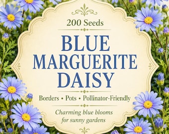 200 Blue Marguerite Daisy Seeds – Vibrant Blue Flowers for Borders, Pots, Containers & Pollinator-Friendly Garden Planting