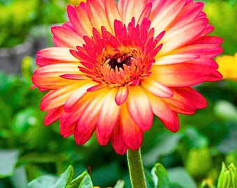 200 gele en rode gerberamadeliefjes: levendige tweekleurige bloemen