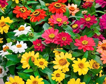 100 semillas de zinnia Profusion Mix: flores compactas y coloridas para parterres y macetas, de fácil cultivo