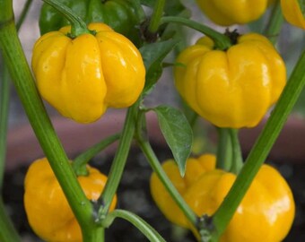 10 Jamaican Yellow Scotch Bonnet pepper seeds