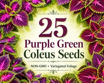 25 Purple Green Coleus Seeds, Variegated Foliage Plant, NON-GMO Coleus Seeds, Shade Garden Ornamental Leaf Plant