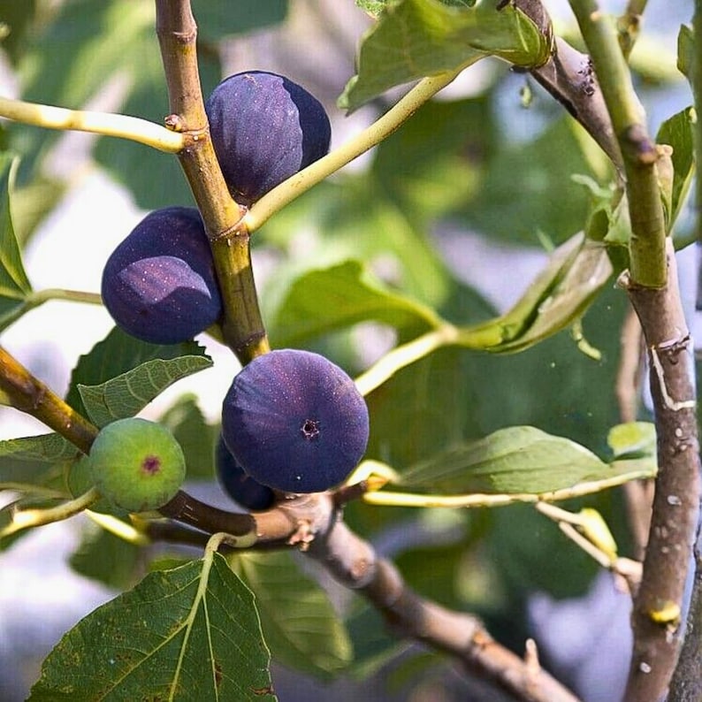 May include: Close-up of a fig tree branch with ripe, dark purple figs and green leaves. One unripe green fig is also visible. The figs are round and have a slightly textured surface. The leaves are a vibrant green.