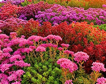 200 gemengde sedumzaden, vetplant, bodembedekker