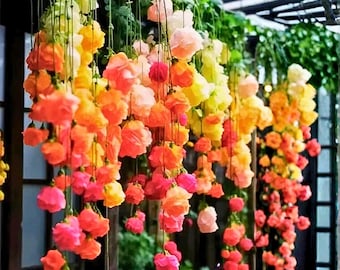 25 Rainbow Weeping Begonia Seeds – kleurrijke trapsgewijze begonia voor hangmanden en beplanting in de schaduw