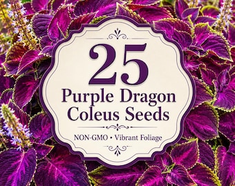25 Purple Dragon Coleus Seeds, NON-GMO Coleus, Vibrant Purple Green Foliage, Shade Garden Ornamental Leaf Plant Seeds