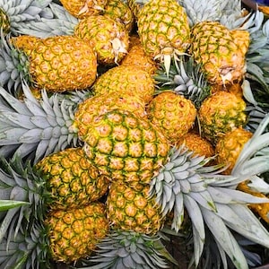 May include: A collection of ripe pineapples, featuring textured yellow and green skin and spiky green leaves. The image showcases the tropical fruit, ready for consumption. The pineapples are a vibrant display of nature's bounty.