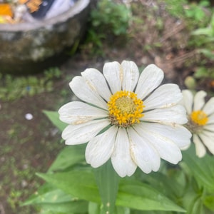 100 Profusion Zinnia Seeds – Park Seed Collection – Single-Flowered, Compact, Long Blooming, Garden Favorite, Non-GMO