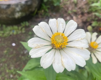 100 Profusion Zinnia Seeds – Park Seed Collection – Single-Flowered, Compact, Long Blooming, Garden Favorite, Non-GMO