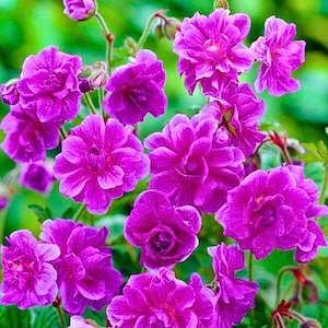 Puede incluir: Primer plano de vibrantes flores de color magenta en plena floración. Las flores tienen múltiples capas de pétalos, creando una forma completa y redondeada. El follaje verde proporciona un fondo contrastante, resaltando las brillantes flores.