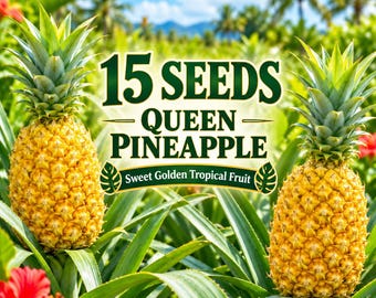15 Queen Pineapple Seeds | Sweet Golden Tropical Fruit | Ananas comosus | Exotic Fruit Plant Seeds for Garden & Containers