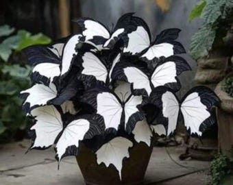 50 Moonlight Butterfly Begonia Seeds – Meerjarige schaduwtuinplant