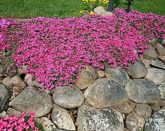100 Scarlet Flame Creeping Phlox Seeds - Bodembedekkende vaste plant voor kleurrijke beplanting in de lentetuin