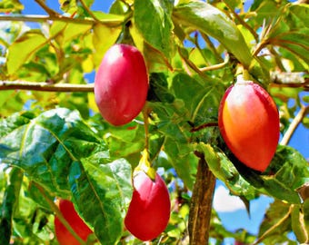 10 tamarillo-tomatenzaden | Cyphomandra betacea | Snelgroeiende fruitplant | Tuinzaden