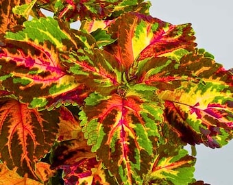 25 Superfine Rainbow Multicolour Coleus Seeds – Vibrant Foliage Plants for Shade Gardens