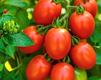 200 Roma Tomato Seeds – Classic Plum Variety, Home Garden