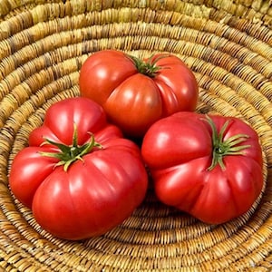 May include: Three large, ripe, red heirloom tomatoes with visible green stems and deeply ribbed, irregular surfaces. The tomatoes are round and plump, showcasing a vibrant red skin with subtle variations in tone and texture across their surface.