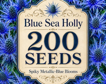 200 Blue Sea Holly Seeds, Metallic Blue Eryngium Flower Seeds, Dried Floral Arrangements, Pollinator Garden Perennial Seeds