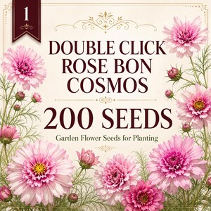 200 Double Click Rose Bon Cosmos Seeds, Pink Double Cosmos Flower Seeds, Cut Flower Garden Seeds, Pollinator Friendly Cottage Garden