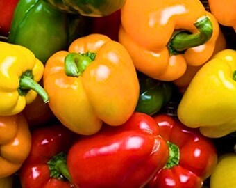 100 Rainbow Bell Pepper seeds