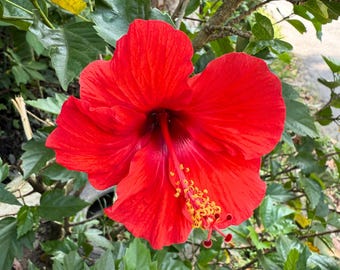 10 semillas de hibisco rojo Luna: planta perenne de jardín