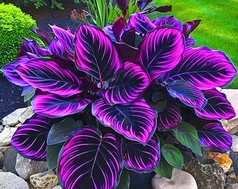 BloomsAL Calathea Couture purple Bloems Seeds Zaden 2 Samen - Etsy Schweiz