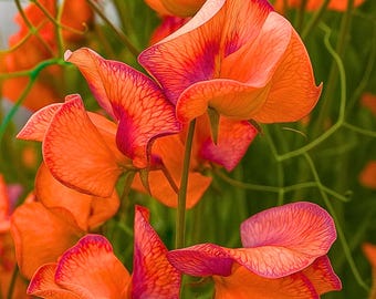 50 semi di pisello odoroso a vena blu – fiori annuali rampicanti profumati – fiori blu e bianchi