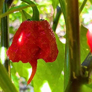 May include: A close-up of a vibrant red pepper with a unique, textured surface and a long, curved tail. The pepper is attached to a green stem, surrounded by green leaves. The pepper is a bright, eye-catching color.